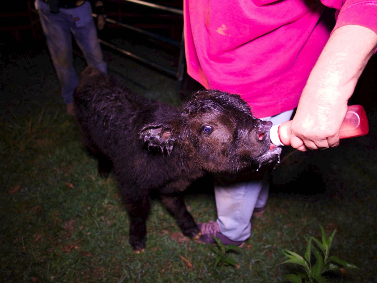 McCallie Highland Coos